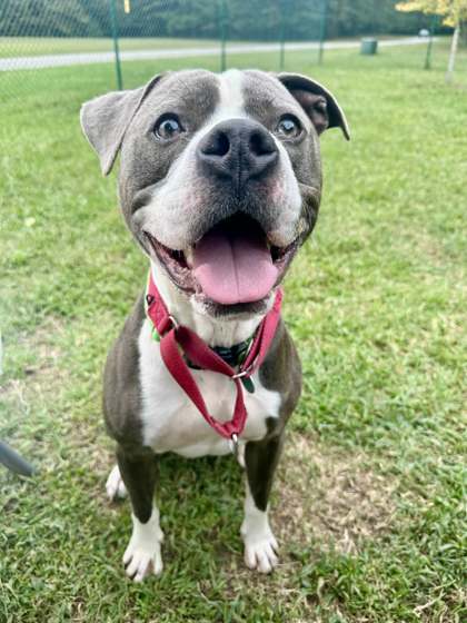 Happy brown and white dog sitting on grass