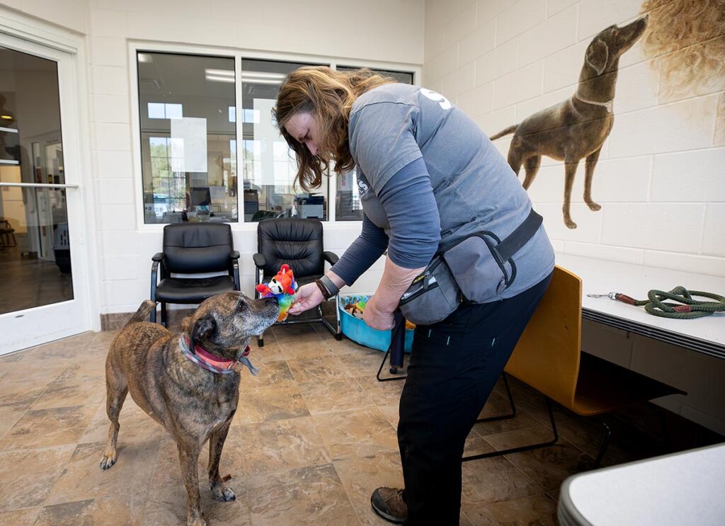 Woman volunteering at the Gloucester Mathews Humane Society 