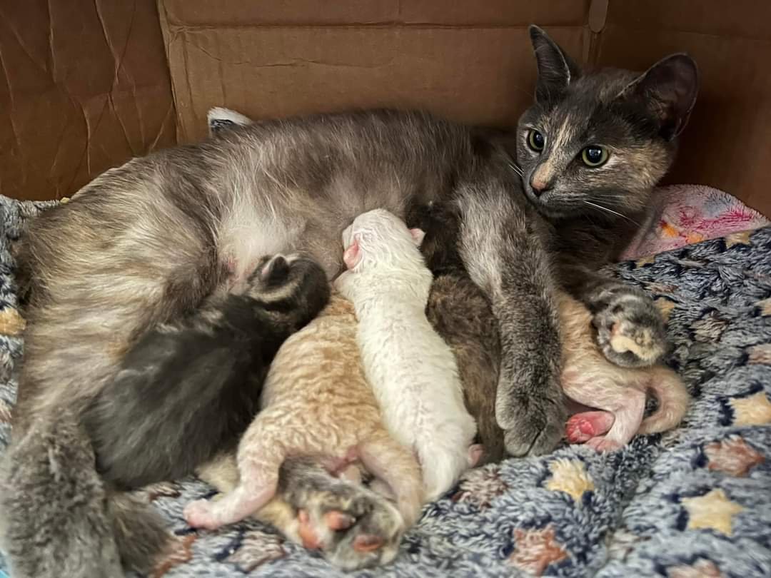 Gray cat feeding kittens