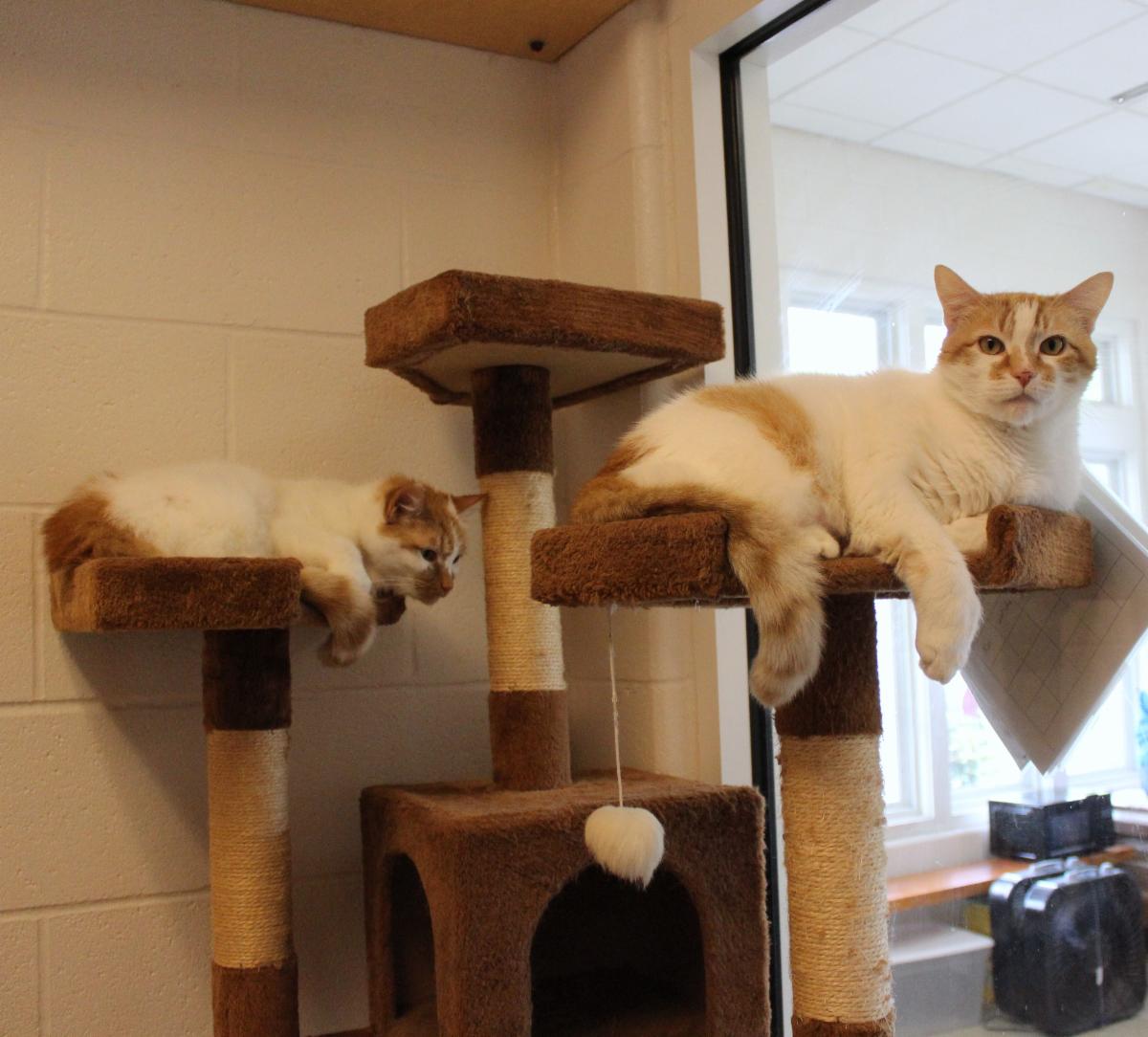 White and orange cats laying on play structure